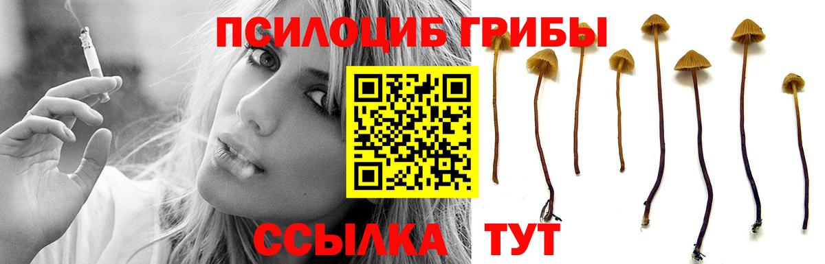 Псилоцибиновые грибы Cubensis Северобайкальск